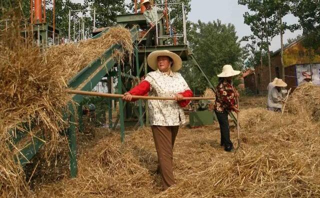 秸稈顆粒機的原料秸稈
