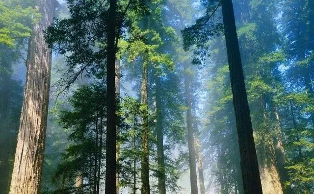 秸稈顆粒的應(yīng)用范圍和優(yōu)勢分析 秸稈顆粒的應(yīng)用范圍和優(yōu)勢分析