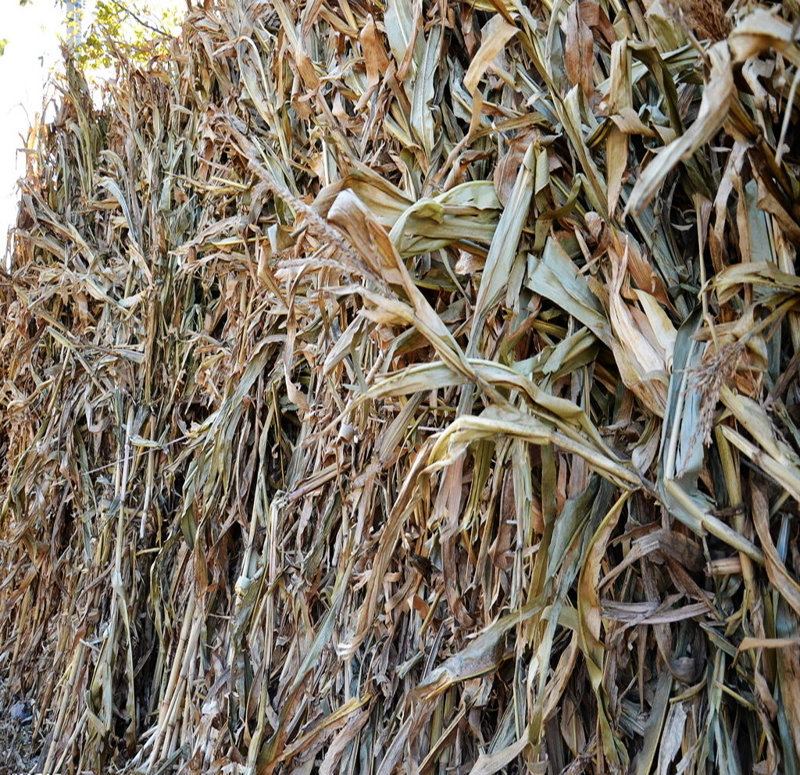 玉米秸稈圖 玉米秸稈圖