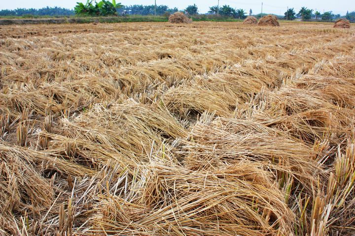 秸稈圖片展示圖 秸稈圖片展示圖