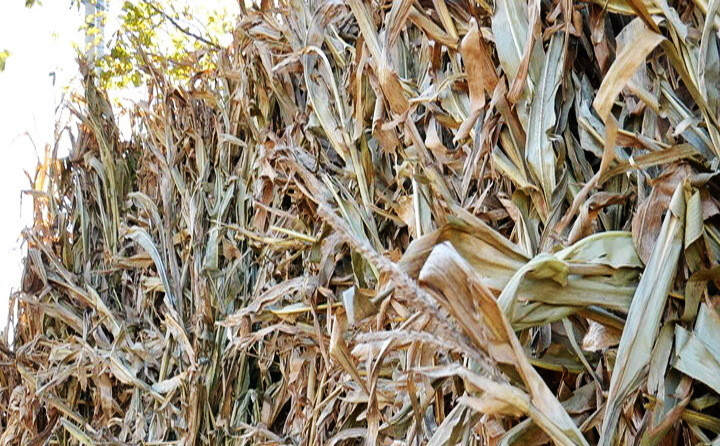 玉米秸稈顆粒有哪些優(yōu)勢？熱值多少