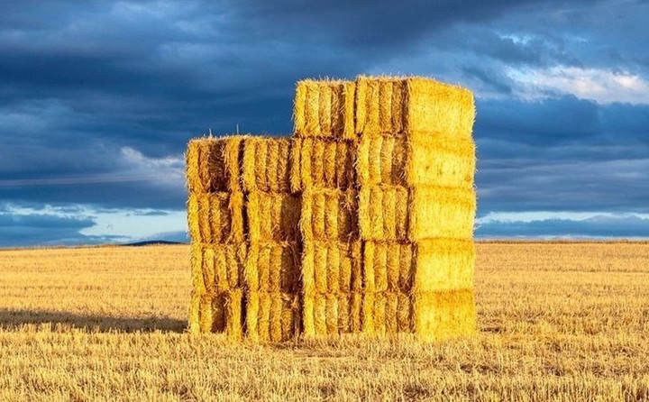 河南省發(fā)文允許玉米秸稈顆粒機(jī)顆粒燃料替代燃煤 河南省發(fā)文允許玉米秸稈顆粒機(jī)顆粒燃料替代燃煤