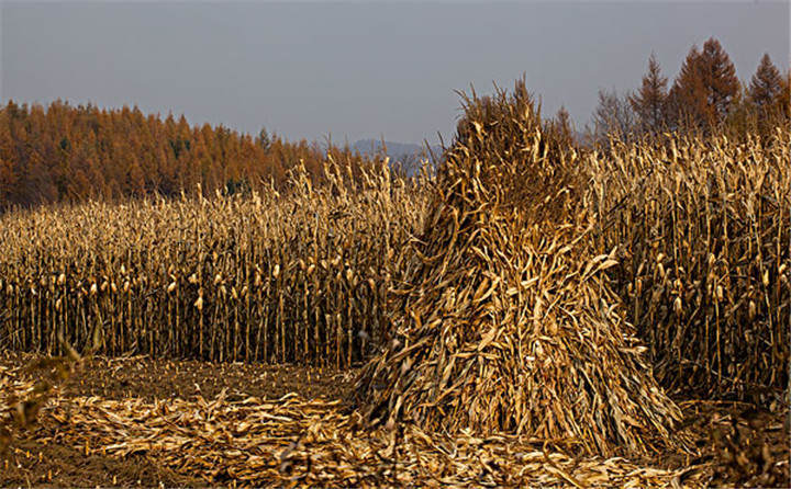 黑龍江省海倫市用于秸稈綜合利用共投入1.6億元，加快玉米秸稈顆粒機的使用