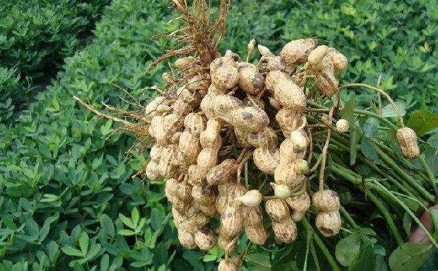 河南花生種植 河南花生種植