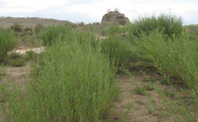 內(nèi)蒙古沙柳 內(nèi)蒙古沙柳