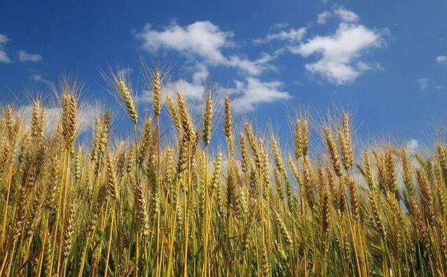 三夏收獲季節(jié)農(nóng)作物秸稈 三夏收獲季節(jié)農(nóng)作物秸稈