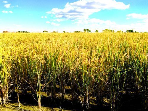 生物質(zhì)資源