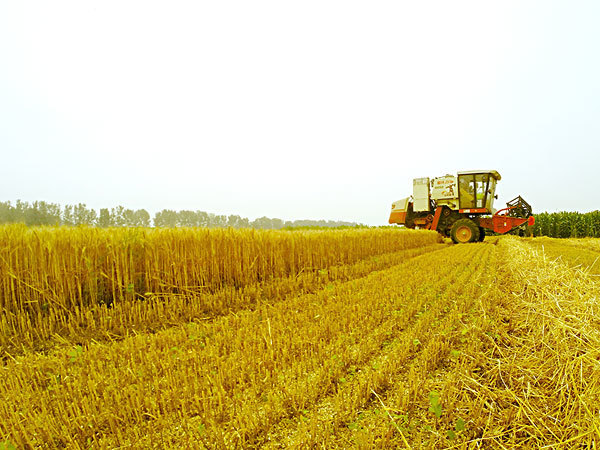 生物質(zhì)能源豐富 生物質(zhì)能源豐富