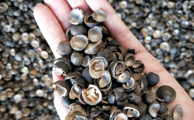 芡實(shí)殼 芡實(shí)殼