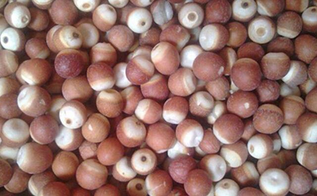 芡實(shí)果實(shí) 芡實(shí)果實(shí)