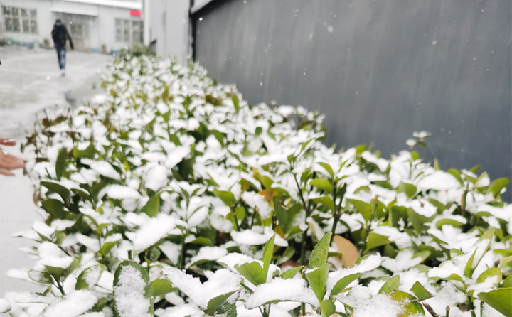 山東金格瑞下雪時(shí)的綠植