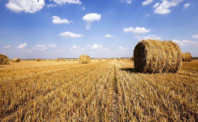 秸稈產(chǎn)量總體呈現(xiàn)增長趨勢 秸稈產(chǎn)量總體呈現(xiàn)增長趨勢