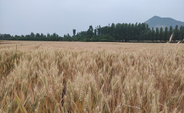 小麥秸稈 小麥秸稈