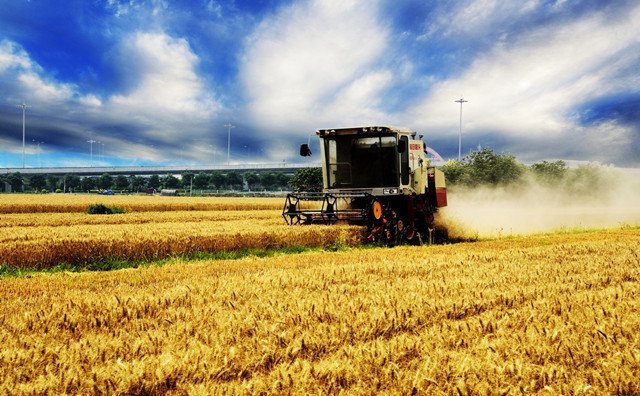 麥?zhǔn)請D片 麥?zhǔn)請D片