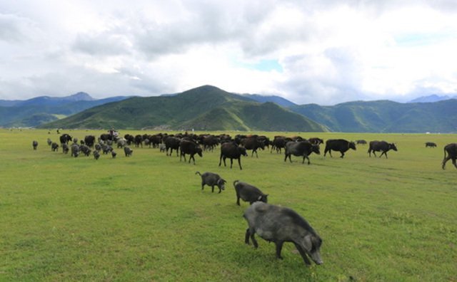 吉林省畜牧 吉林省畜牧