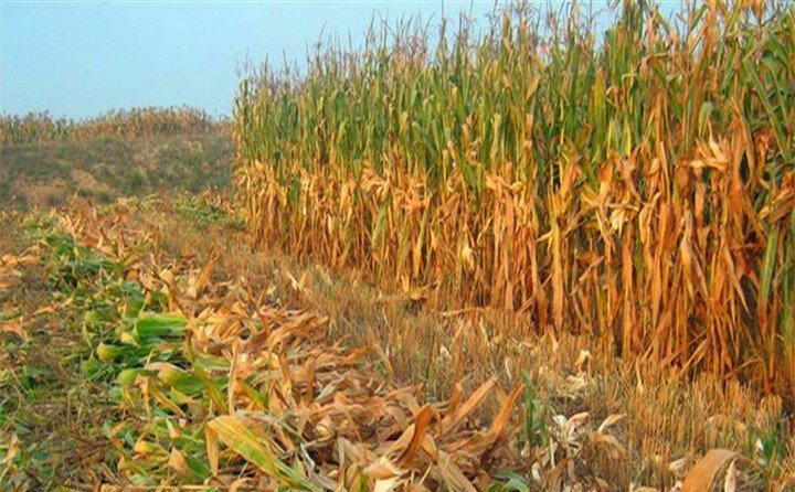 宜君縣玉米秸稈 宜君縣玉米秸稈