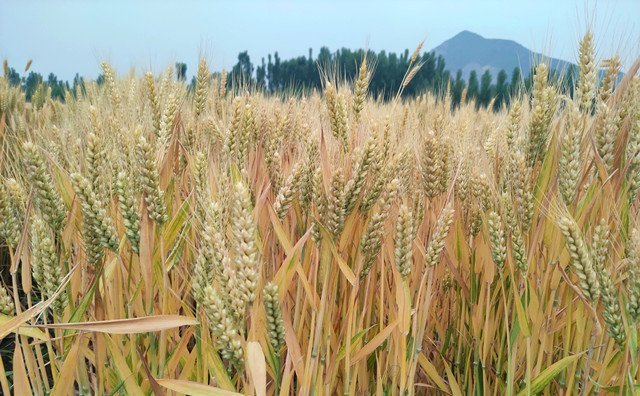 上海市出臺(tái)秸稈補(bǔ)貼新舉措，每噸補(bǔ)貼300元