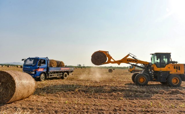 在宿松縣各村高粱種植基地里，村民們搶抓農(nóng)時(shí)收割高粱，田間地頭一派繁忙景象