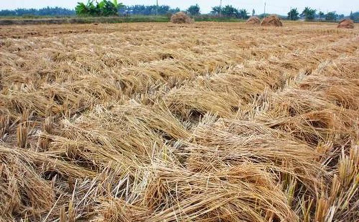 “用則利、棄則害”，秸稈資源是一把雙刃劍