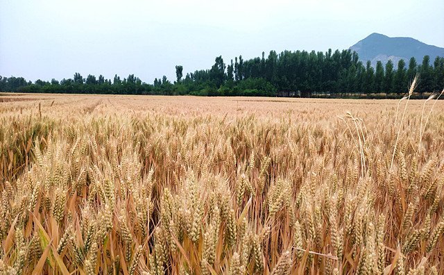 秸盡全能 稈里淘金 秸盡全能 稈里淘金