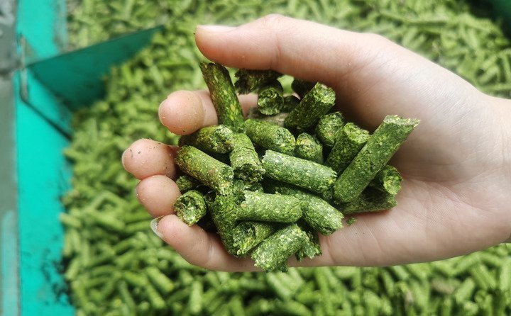 牧草秸稈顆粒 牧草秸稈顆粒