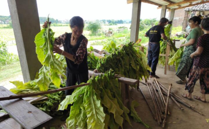 江西吉安煙草:科技賦能助力煙葉烘烤“減排減負(fù)” 江西吉安煙草:科技賦能助力煙葉烘烤“減排減負(fù)”