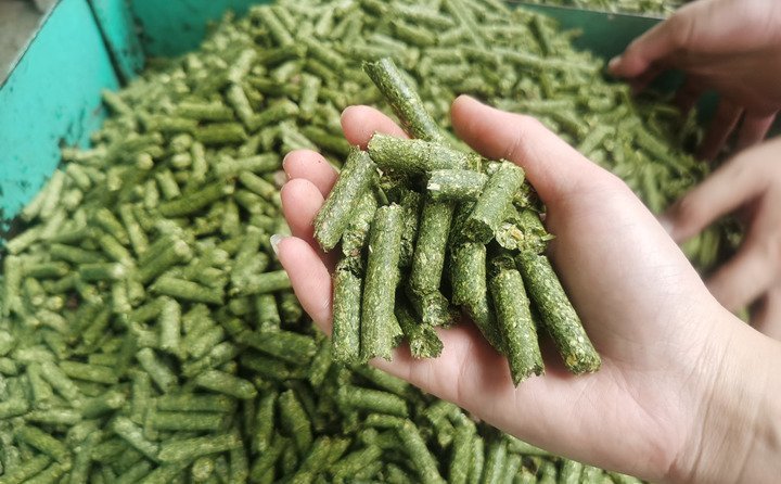 秸稈顆粒機(jī)加工的秸稈飼料顆粒 秸稈顆粒機(jī)加工的秸稈飼料顆粒