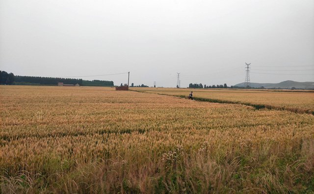 青海省秸稈綜合利用率達(dá)到90.66% 青海省秸稈綜合利用率達(dá)到90.66%